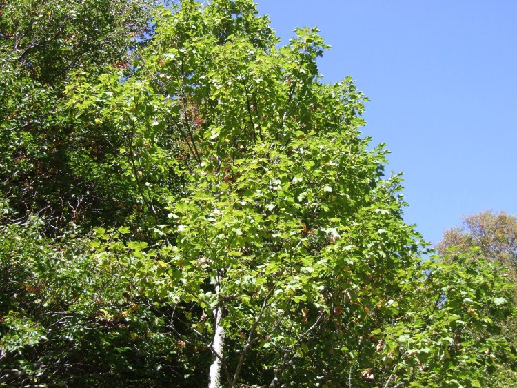 Acer pseudoplatanus